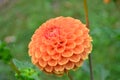 Close up of one beautiful large orange dahlia flower in full bloom on blurred green background, photographed with soft focus in a Royalty Free Stock Photo