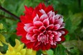 Close up of one beautiful large red dahlia flower in full bloom on blurred green background, photographed with soft focus in a gar Royalty Free Stock Photo