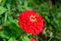 Close up of one beautiful large red zinnia flower in full bloom on blurred green background, photographed with soft focus in a Royalty Free Stock Photo