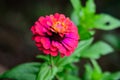Close up of one beautiful large red zinnia flower in full bloom on blurred green background, photographed with soft focus in a Royalty Free Stock Photo