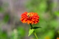 Close up of one beautiful large red zinnia flower in full bloom on blurred green background, photographed with soft focus in a Royalty Free Stock Photo