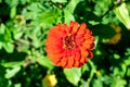 Close up of one beautiful large red zinnia flower in full bloom on blurred green background, photographed with soft focus in a Royalty Free Stock Photo
