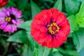 Close up of one beautiful large red zinnia flower in full bloom on blurred green background, photographed with soft focus in a Royalty Free Stock Photo