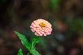 Close up of one beautiful large red zinnia flower in full bloom on blurred green background, photographed with soft focus in a Royalty Free Stock Photo