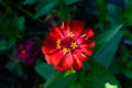 Close up of one beautiful large red zinnia flower in full bloom on blurred green background, photographed with soft focus in a Royalty Free Stock Photo