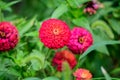 Close up of one beautiful large red zinnia flower in full bloom on blurred green background, photographed with soft focus in a Royalty Free Stock Photo