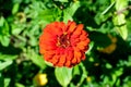 Close up of one beautiful large red zinnia flower in full bloom on blurred green background, photographed with soft focus in a Royalty Free Stock Photo