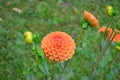 Close up of one beautiful large vivid orange dahlia flower in full bloom on blurred green background, photographed with soft focus Royalty Free Stock Photo