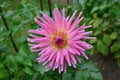 Close up of one beautiful large vivid pink dahlia flower in full bloom on blurred green background, photographed with soft focus i Royalty Free Stock Photo