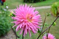 Close up of one beautiful large vivid pink dahlia flower in full bloom on blurred green background, photographed with soft focus i Royalty Free Stock Photo