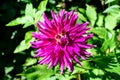 Close up of one beautiful large vivid pink magenta dahlia flower in full bloom on blurred green background, photographed with soft Royalty Free Stock Photo