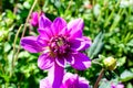 Close up of one beautiful large vivid pink magenta dahlia flower in full bloom on blurred green background, photographed with soft Royalty Free Stock Photo