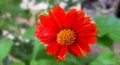 Close up of one beautiful red chrysanthemum, flower In full blooming in the garden. Royalty Free Stock Photo