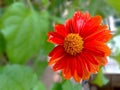 Close up of one beautiful red chrysanthemum, flower In full blooming in the garden. Royalty Free Stock Photo