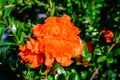 Close up of one beautiful small vivid orange red pomegranate flower in full bloom on blurred green background, photographed with Royalty Free Stock Photo