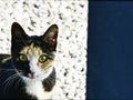 Green eyed wildcat a portrait with gravel as background Royalty Free Stock Photo