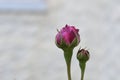 Close-up of one big and one small Rosebud beside each other Royalty Free Stock Photo