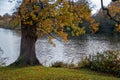 Close up of one big tree near the blue lake in small village. Royalty Free Stock Photo