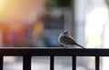 Close up one bird is clinging to the fence