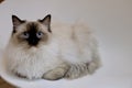 Close up one black white ragdoll cat lying on white chair Royalty Free Stock Photo