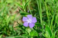 Close up of one blue flower of periwinkle or myrtle herb Vinca minor in a sunny spring garden, beautiful outdoor floral backgrou Royalty Free Stock Photo