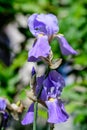 Close up of one blue iris flower in full bloom, in a sunny spring garden Royalty Free Stock Photo