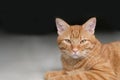 Close up one brown tabby cat looking at camera Royalty Free Stock Photo