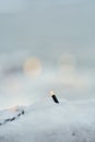 Close-up of one bulb on a string of fairy lights or Christmas lights outside in the snow. Christmas lights partly under the snow