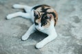 Close up One cat on the cement floor, Thai cat skin., Thai cat skin.