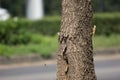 One chameleon animal on Indian cork tree