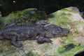 One Chinese Alligator Alligator sinensis on rock Royalty Free Stock Photo