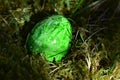 Green colored easteregg in the mossy grass