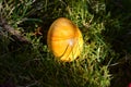 Yellow colored easteregg in the mossy grass