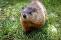 Close up of one curious groundhog