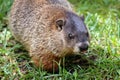 Close up of one curious groundhog Royalty Free Stock Photo