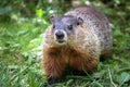 Close up of one curious groundhog Royalty Free Stock Photo