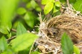 Close up one cute baby light brown bird is in the nest in the bush alone