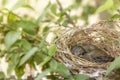 Close up one cute baby light brown bird is in the nest in the bush alone
