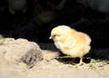 Close up one cute little newborn yellow chicken pecking at food on hen house in farm pattern background. Concept of raising