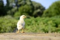 Close up one cute little newborn yellow chicken on wooden background in farm with copy space. Concept of raising chickens on a Royalty Free Stock Photo