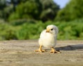 Close up one cute little newborn yellow chicken on wooden background in farm with copy space. Concept of raising chickens on a Royalty Free Stock Photo