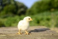 Close up one cute little newborn yellow chicken on wooden background in farm with copy space. Concept of raising chickens on a Royalty Free Stock Photo