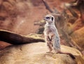 One cute meerkat staying on the top of brown stone and attentive looking around in ZOO