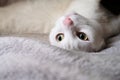 Cute naughty white cat lying upside down on