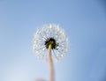 Close up, one dandelion flower with white seeds Royalty Free Stock Photo