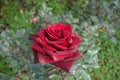 Closeup of one dark red flower of rose in November