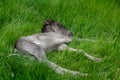 Close up of a one day old icelandic horse foal lying in the green grass Royalty Free Stock Photo