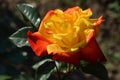 Close up on one delicate fresh vivid yellow and red rose and green leaves in a garden in a sunny summer day, beautiful outdoor flo Royalty Free Stock Photo