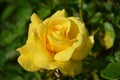 Close up on one delicate fresh vivid yellow rose and green leaves in a garden in a sunny summer day, beautiful outdoor floral back Royalty Free Stock Photo