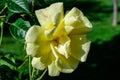 Close up on one delicate fresh vivid yellow rose and green leaves in a garden in a sunny summer day, beautiful outdoor floral Royalty Free Stock Photo